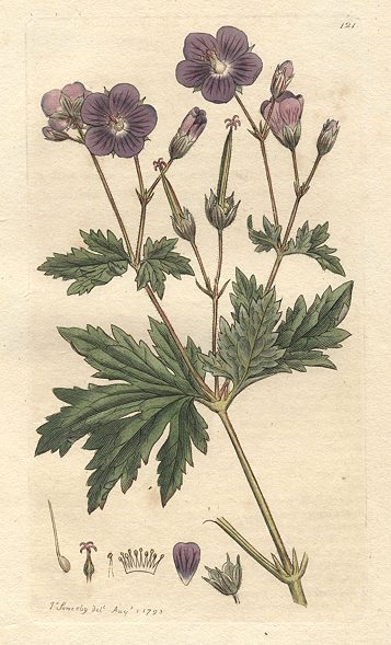 Wood Cranesbill (Geraneum sylvaticum), Sowerby, 1793
