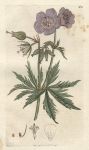 Crowfoot-leaved Cranesbill (Geraneum pratense), Sowerby, 1797