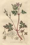 Stinking Cranesbill (Geraneum robertianum), Sowerby, 1805