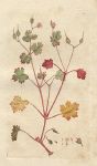 Shining Cranesbill (Geraneum lucidum), Sowerby, 1792