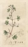 Small-flowered Cranesbill (Geraneum pusillum), Sowerby, 1797