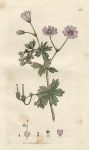 Mountain Cranesbill (Geraneum pyrenaicum), Sowerby, 1797
