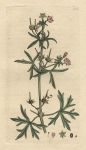 Jagged-leaved Cranesbill (Geraneum dissectum), Sowerby, 1809