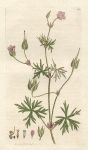 Long-stalked Cranesbill (Geraneum columbinum), Sowerby, 1795