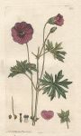 Bloody Cranesbill (Geraneum sanguineum), Sowerby, 1795