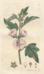 Marsh Mallow (Althaea officinalis), Sowerby, 1793