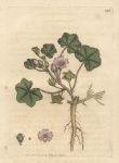 Dwarf Mallow (Malva rotundifolia), Sowerby, 1802