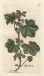 Small-flowered Mallow (Malva pusilla), Sowerby, 1795