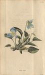 Acacia Longifolia, 1822