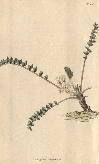 Erica Biflora, 1822