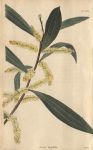 Astragalus Depressus, 1822