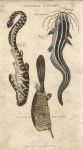 Zebra Shark, Platystacus, Horned Trunk Fish, 1813
