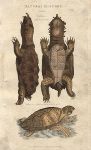 Tortoise & Turtle, 1813