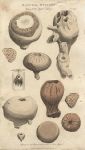 Fossils (zoophytes), 1813