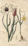 Tulips, 1813