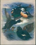 Thorburn's Birds, sea birds, c1915
