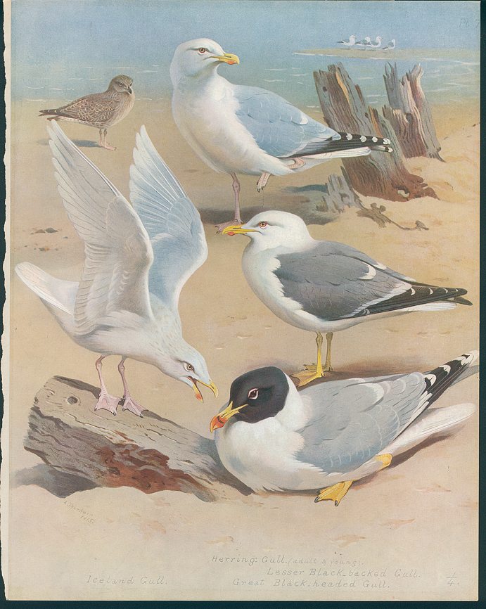 Thorburn's Birds, sea birds, c1915