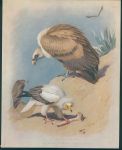 Thorburn's Birds, Vultures, c1915