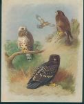 Thorburn's Birds, Buzzards & Eagle, c1915