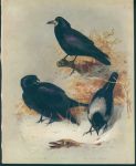 Thorburn's Birds, Crows & Rook, c1915