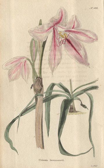 Crinum broussoneti, 1822