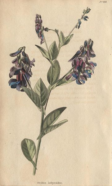 Orobus lathyroides, 1822