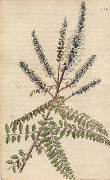 Amorpha pubescens, 1822