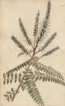 Amorpha pubescens, 1822