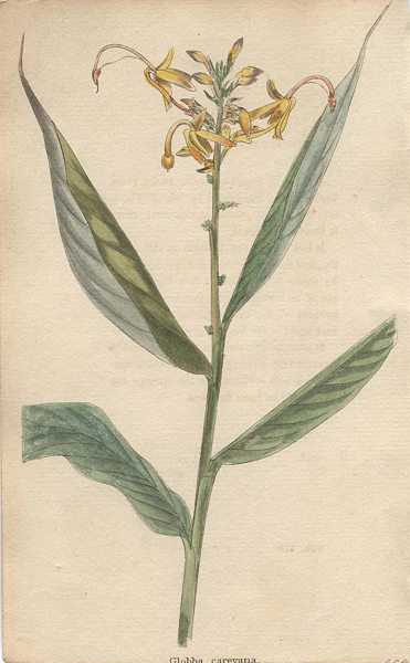 Globba careyana, 1822