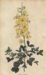 Goodia lotifolia, 1822