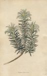 Phylica pubescens, 1822