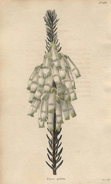 Erica gelida, 1822