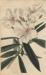 Nerium oleander album, 1822