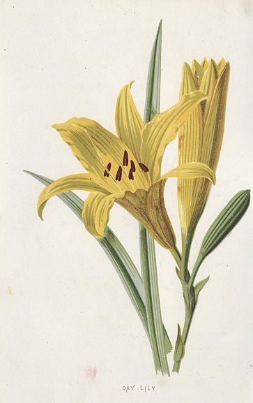 Day Lily, 1895