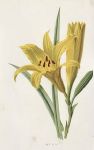 Day Lily, 1895