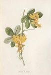 Canary Flower, 1895