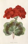 Scarlet Geranium, 1895