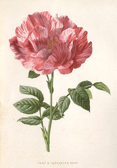 York & Lancaster Rose, 1895
