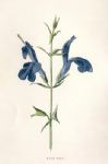 Blue Sage, 1895