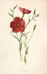 Crimson Flax, 1895