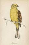 Yellow-Hammer, Morris Birds, 1860