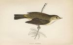 Willow warbler, Morris Birds, 1860