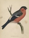 Bullfinch, Morris Birds, 1860