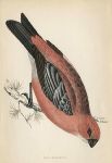 Pine Grossbeak, Morris Birds, 1860