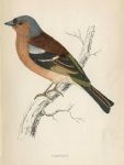 Chaffinch, Morris Birds, 1860