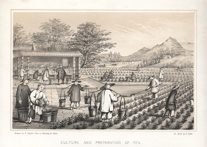 China, Culture and Preparation of Tea, 1850