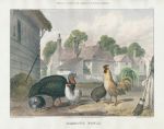 Domestic Fowls, stone lithograph by Frederick Robinson, 1850