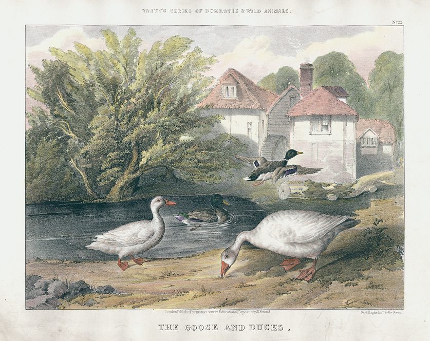 Goose and Ducks, stone lithograph by Frederick Robinson, 1850