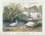 Goose and Ducks, stone lithograph by Frederick Robinson, 1850