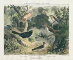 Song Birds, stone lithograph by Frederick Robinson, 1850